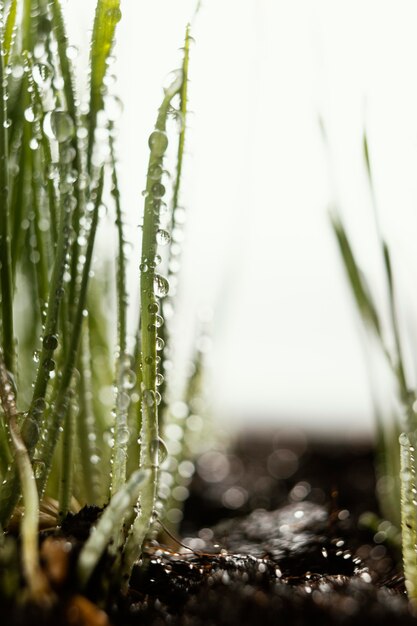 Close up natural soil and grass