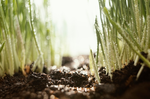 Close up natural soil and grass