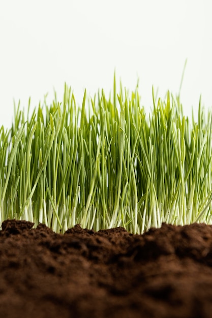 Free photo close up natural soil and grass