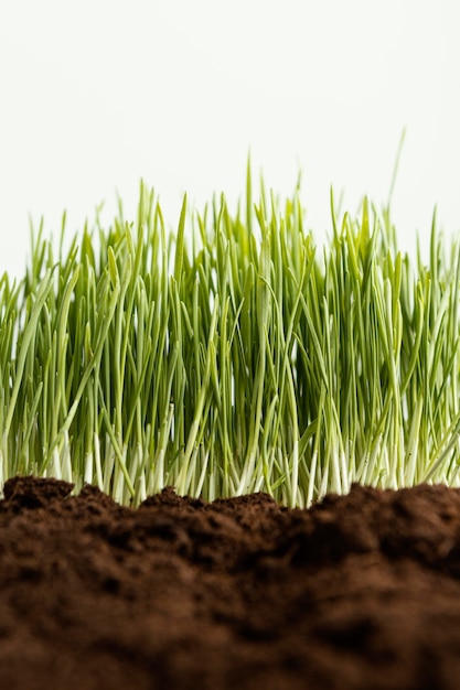 Закройте естественную почву и траву