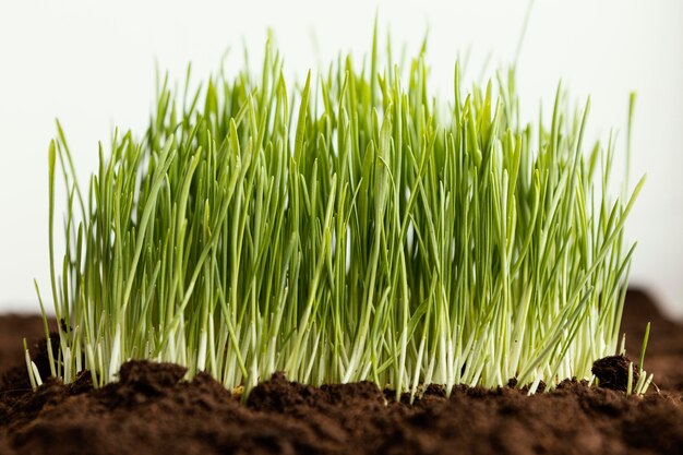 Close up natural soil and grass