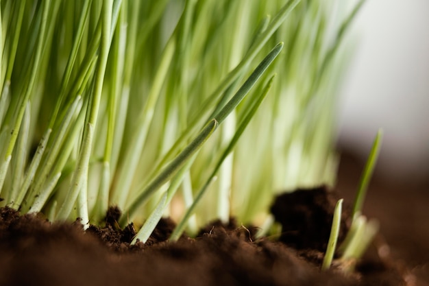 Close up natural soil and grass