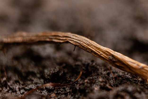 Close up natural soil