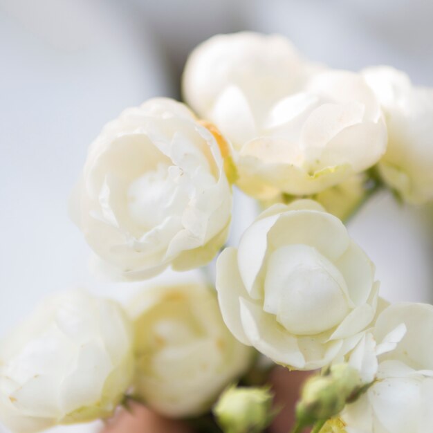自然な白いバラのクローズアップ