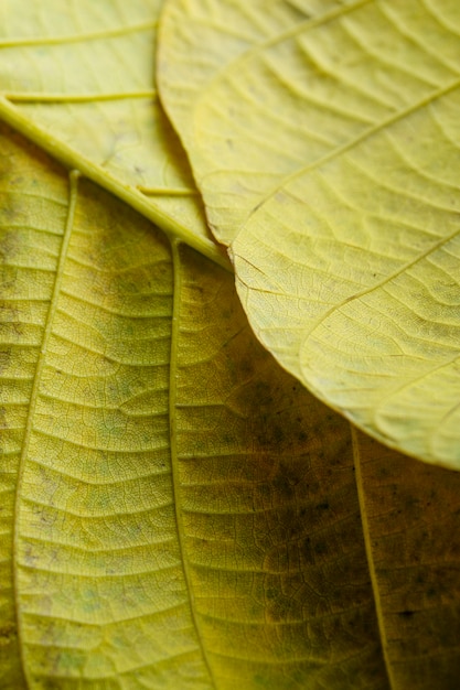 Бесплатное фото Крупным планом нервы желтых листьев