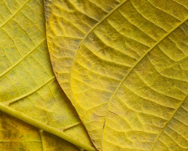 Foto gratuita close-up nervi di foglia gialla