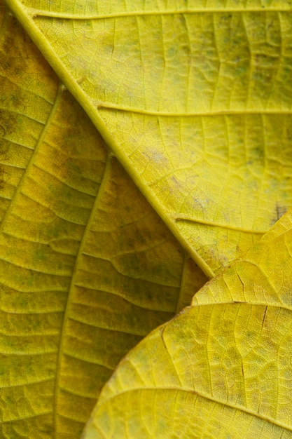 Крупным планом нервы желтых листьев