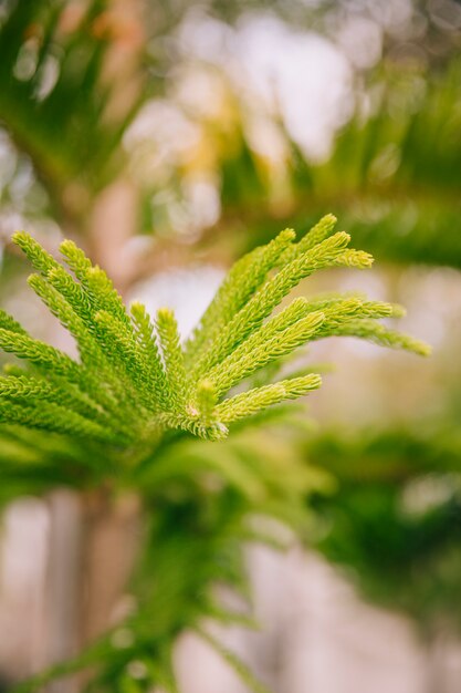 Close-up of norfolk island pine green leaves with selective focus