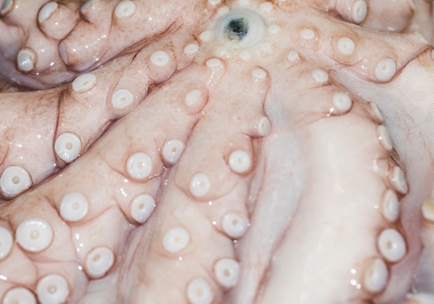 Close-up of octopus for sale