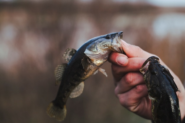 無料写真 魚を持っている人の手のクローズアップ