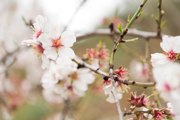 無料写真 花とアーモンド小枝のクローズアップ