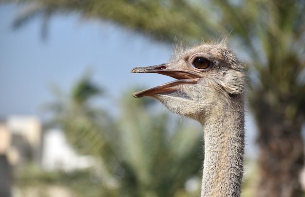 動物生き物かわいい大きいダチョウ鳥ダチョウ 無料の写真