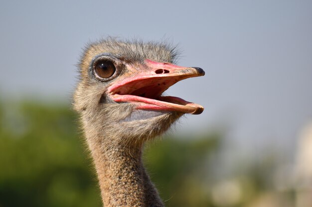 動物生き物かわいい大きいダチョウ鳥ダチョウ 無料の写真