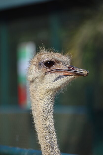 動物生き物かわいい大きいダチョウ鳥ダチョウ 無料の写真