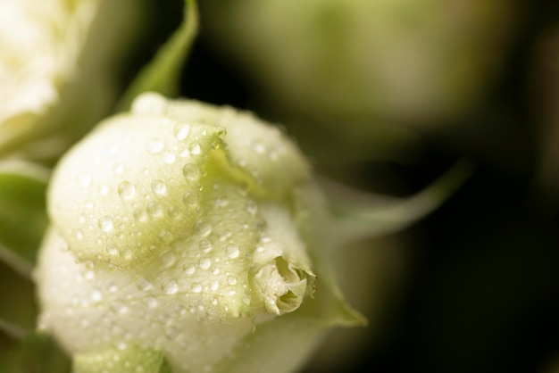 美しく咲いたバラの花のクローズアップ