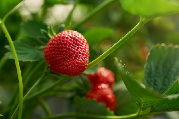 판매를위한 온실에서 재배하는 신선한 익은 딸기 닫습니다. 농장 필드에서 달콤한 붉은 열매. 원예 개념.