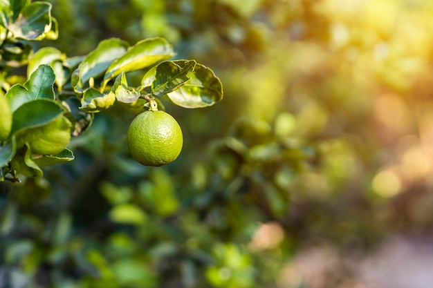 정원 배경 수확 감귤류 과일 태국에서 레몬 나무에서 자라는 녹색 레몬을 닫습니다.