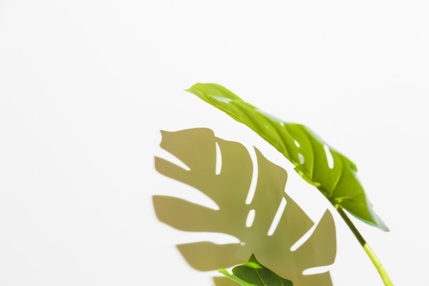 흰색 배경에 그림자와 녹색 몬스 테라 잎의 근접 촬영