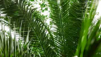 Бесплатное фото Крупный план зеленых листьев пальмы