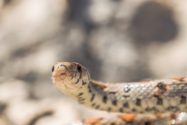 無料写真 マルタの成体のヒョウモンナゲヘビまたはヒョウモンナメヘビ、zamenissitulaの頭のクローズアップ