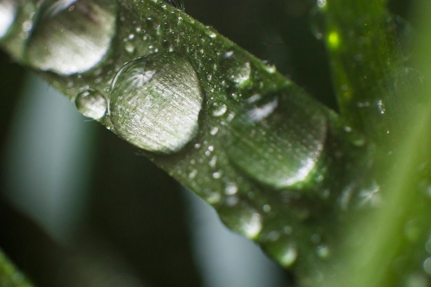무료 사진 빗방울과 잔디의 클로즈업