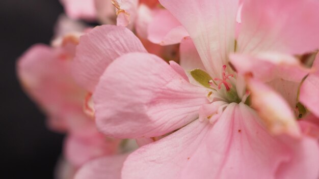 ミントグリーン色またはティファニーブルーの背景に翼と綿の花が付いた生理用ナプキン トップアングルビュー プレミアム写真