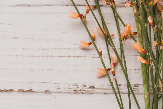 無料写真 close-up of plants on wooden surface