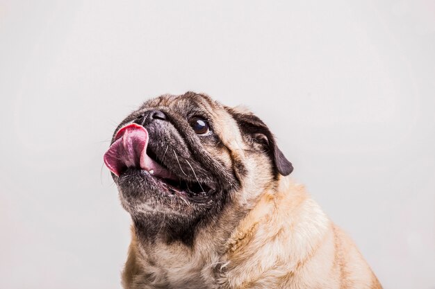 白い背景に隔離された舌を突き出しているパグ犬のクローズアップ 無料の写真