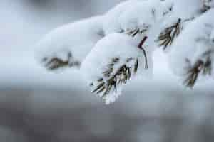 無料写真 フィンランド、リーシトゥントゥリ国立公園の雪に覆われた木のクローズアップ