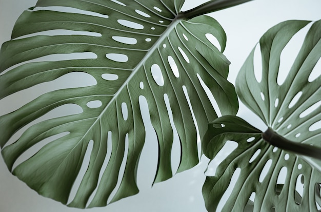 Бесплатное фото Крупный план текстурированных красивых природных листьев монстеры.