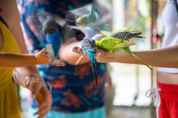 Крупный план руки ребенка и взрослого, кормящего попугаев с рук