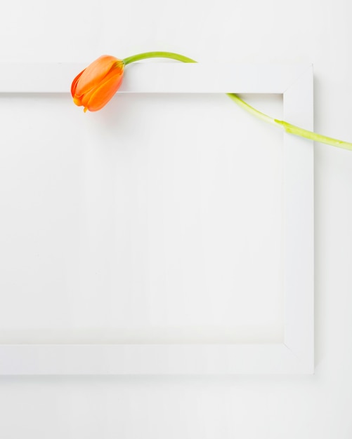 Бесплатное фото Крупный план цветок тюльпана в белой рамке границы на фоне