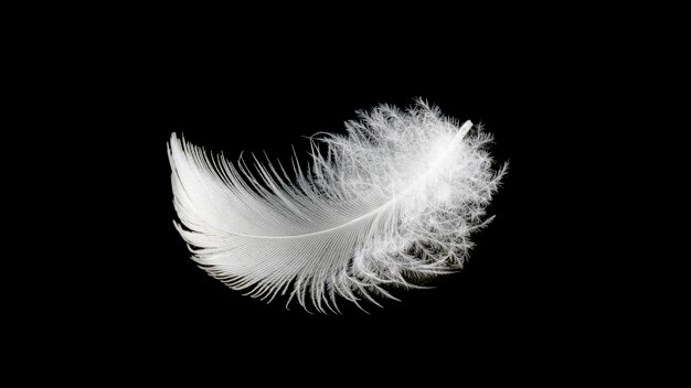 Feathers Background Vectors, Photos and PSD files | Free Download