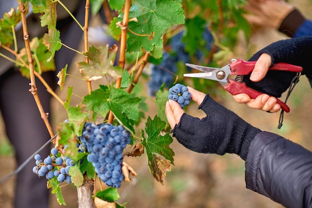 Закройте руки работника, режущего красный виноград с лоз во время сбора винограда в винограднике молдовы.