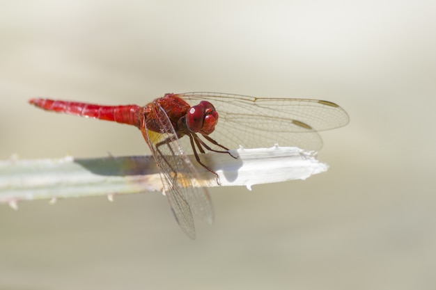 Close up ofo red dragonfly