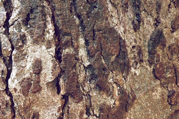 Primo piano di vecchio fondo di struttura dell'albero