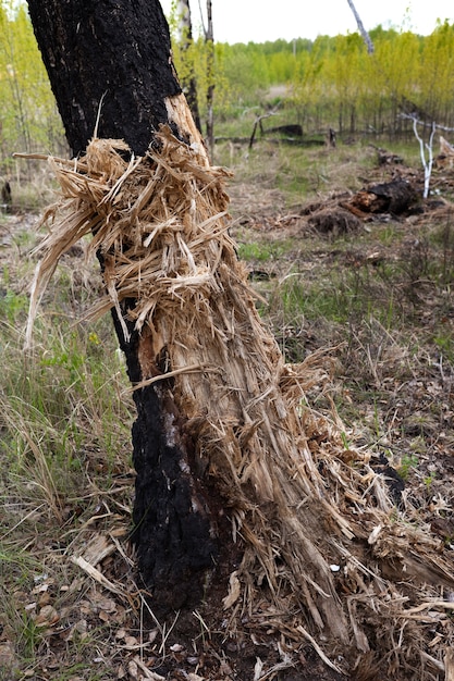 Close up on old tree trunk