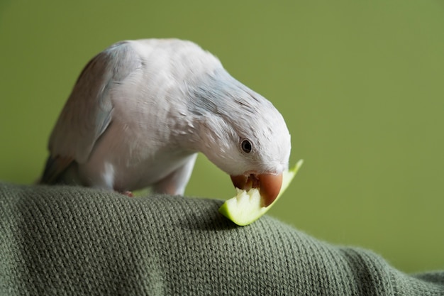 Бесплатное фото Близкий взгляд на очаровательного попугая, съедающего