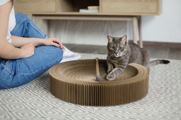 無料写真 飼い主と一緒に美しい猫のクローズアップ