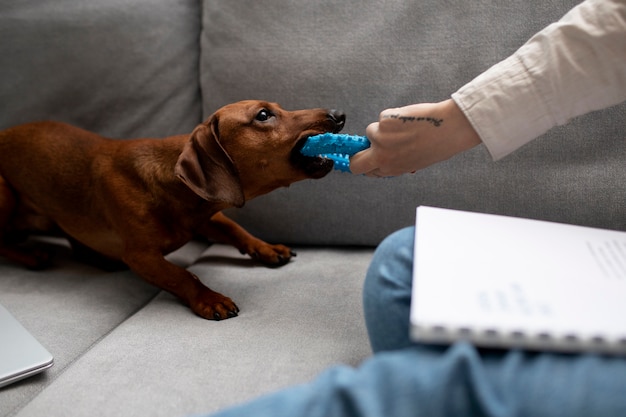 噛むおもちゃで美しいダックスフント犬にクローズアップ 無料写真
