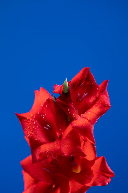 無料写真 グラジオラスの花の詳細をクローズアップ