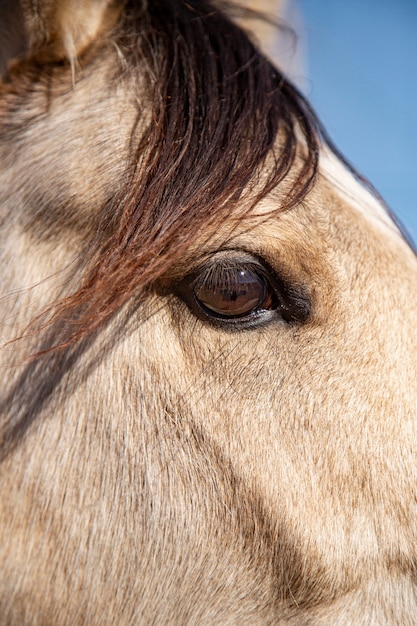 自然の中で馬にクローズアップ