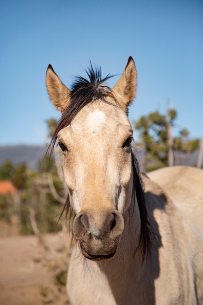 自然の中で馬にクローズアップ