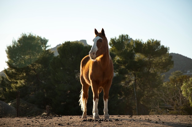 Бесплатное фото Крупным планом на лошади на природе