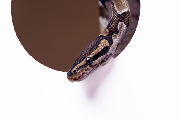 Бесплатное фото Крупным планом на домашнее животное змея