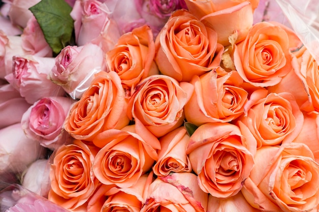 Free photo close-up orange and pink roses