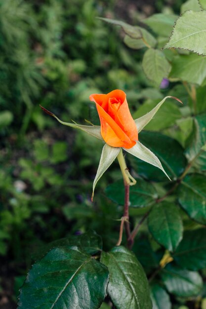 庭でオレンジ色のバラを閉じる