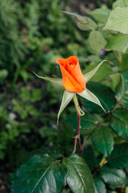 Закройте оранжевую розу в саду