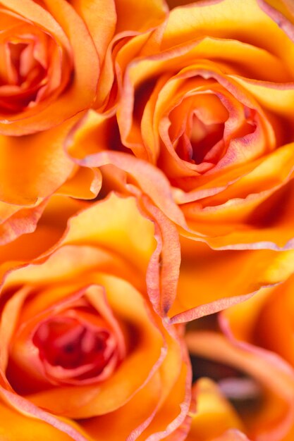 Крупным планом оранжевые розы