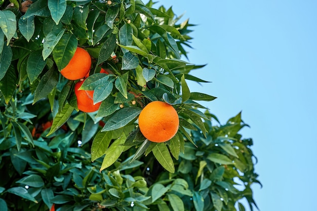 Крупным планом апельсинового дерева с много листьев